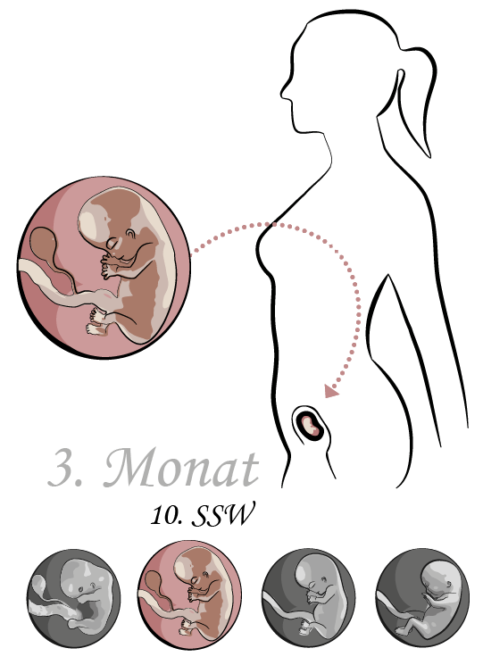 Monat schwanger 3 3. Monat